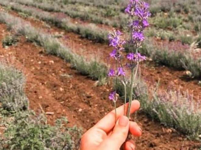 Подружжя заснувало еко-ферму й чекає туристів для фотосесій в лавандовому полі