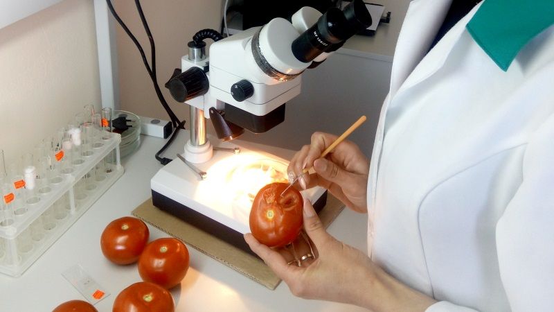 Експертиза виявила томатну міль у помідорах, завезених на Київщину з Туреччини 