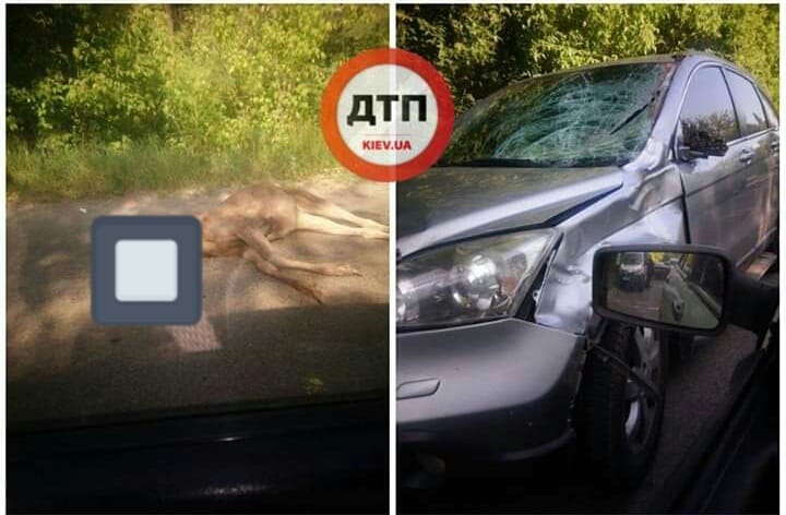 Під колесами «Хонди» загинув лось 