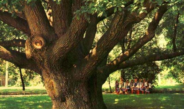 Зʼявилася онлайн-карта найстаріших дерев України