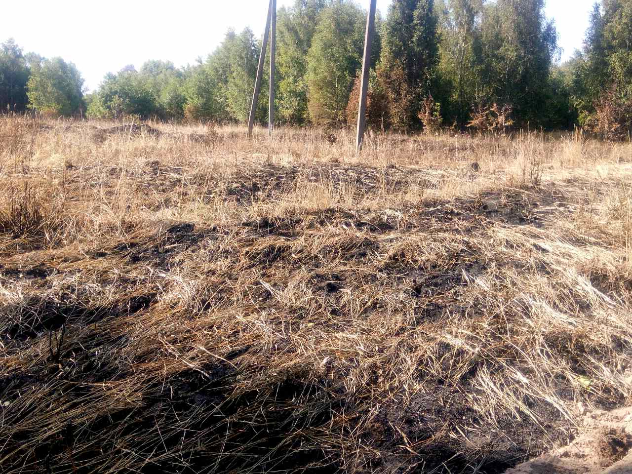 У зоні відчуження ЧАЕС сталася пожежа