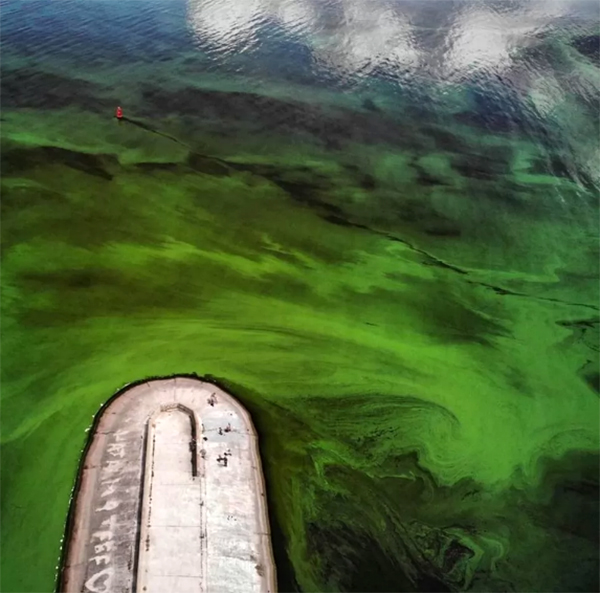 «Північне сяйво» цвітіння Київського моря (+ фото) 