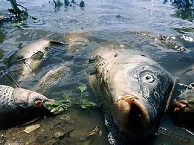 Сморід і мертві тушки розкидані берегом: в озері на Святошино масовий мор риби і раків 