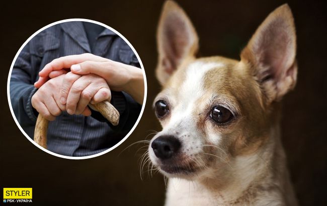 Маленький песик врятував від смерті бабусю – свою господарку (+ відео) 