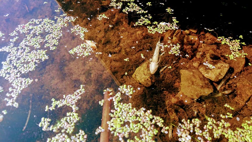 В Ірпінь-річці плаває мертва риба (+ фото)