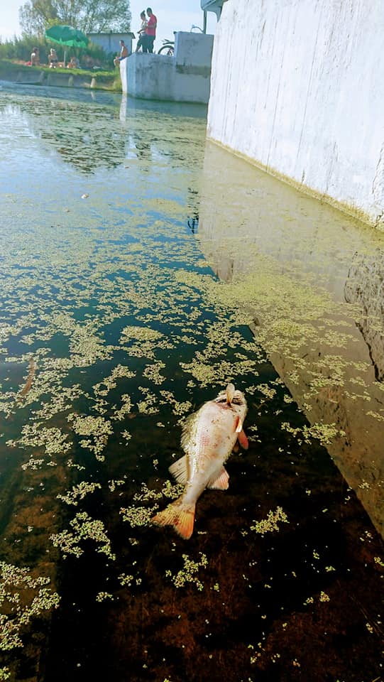 В Ірпінь-річці плаває мертва риба (+ фото)