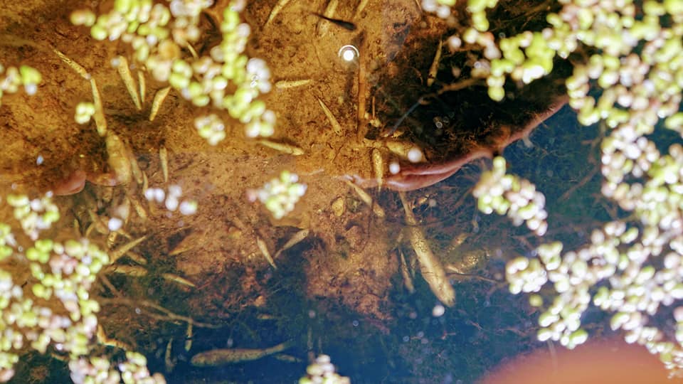 В Ірпінь-річці плаває мертва риба (+ фото)