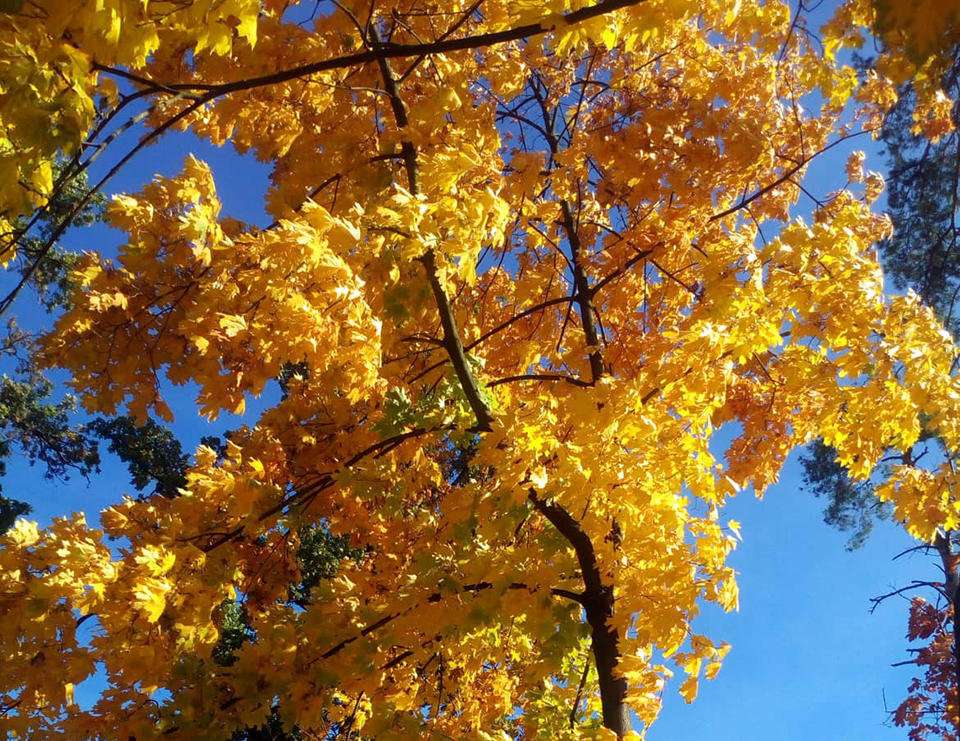 «Бабине літо» встановлює нові теплові рекорди