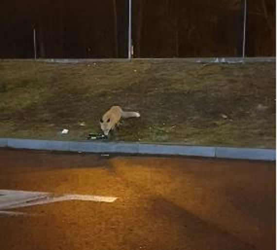 Лисиця харчується неподалік київського торгівельного центру (відео) 