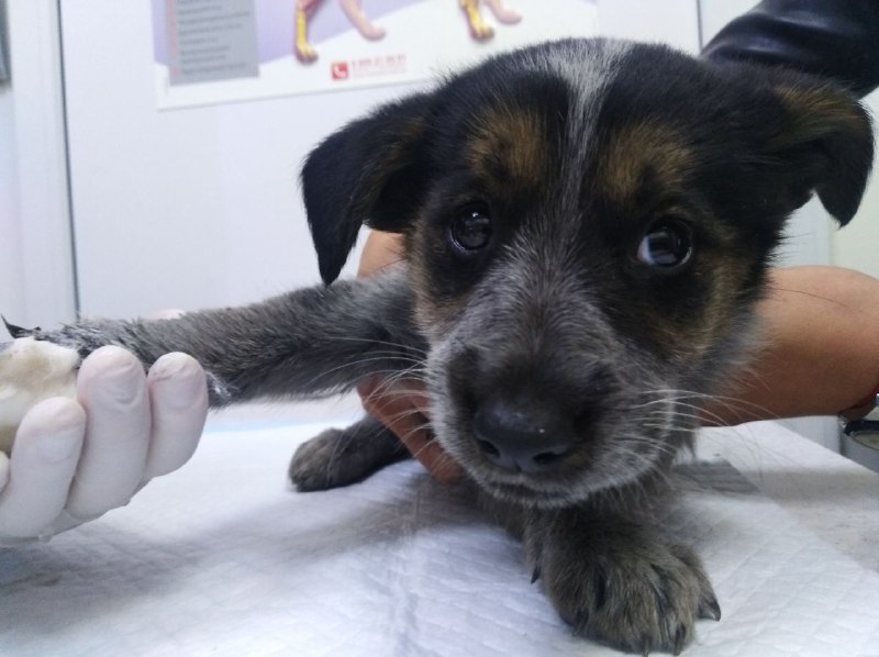 Дівчина врятувала цуценя з-під коліс поїзда 