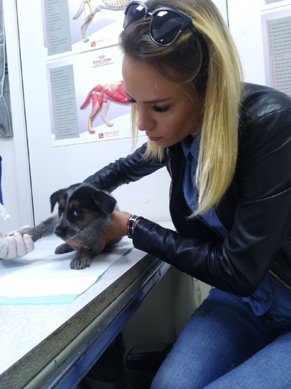 Дівчина врятувала цуценя з-під коліс поїзда 