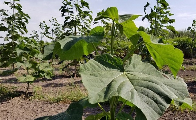 Верба, тополя, павлонія, міскантус і сорго: на 3 тисячах гектарів вирощують енергетичні рослини