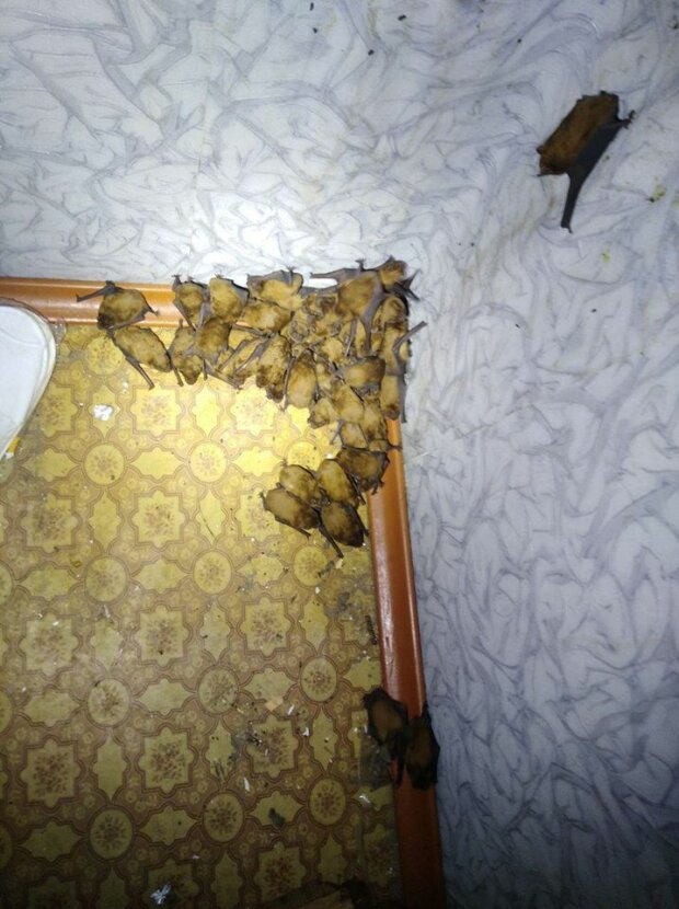 На закритому балконі оселилися зимувати 120 кажанів (+ фото) 