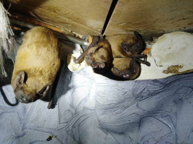 На закритому балконі оселилися зимувати 120 кажанів (+ фото) 