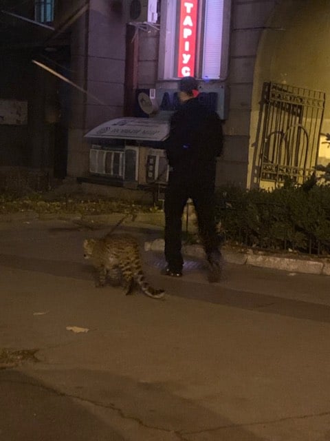 У центрі Києва вигулювали… леопарда (+ фото)