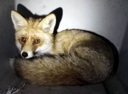 На восьмому поверсі новобудови... спіймали лисицю (+ фото)