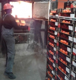 В Україну завезли томати з Туреччини, заражені карантинною міллю 