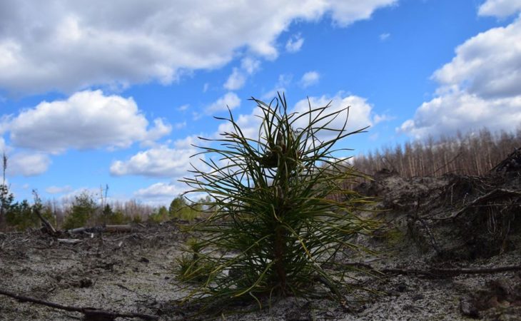 Мільйон дерев висадили в Чорнобильській зоні відчуження 