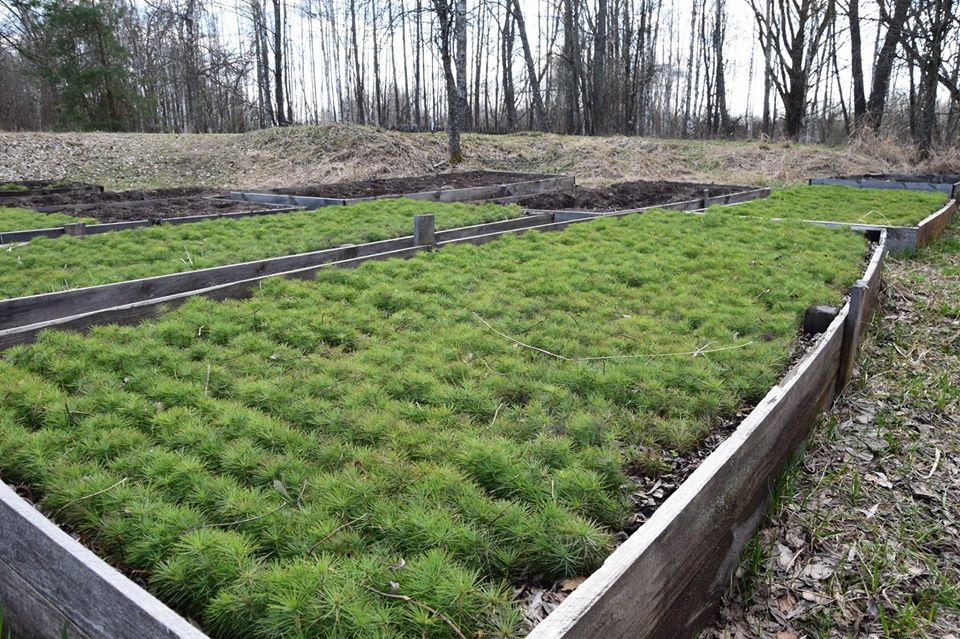 Мільйон дерев висадили в Чорнобильській зоні відчуження 
