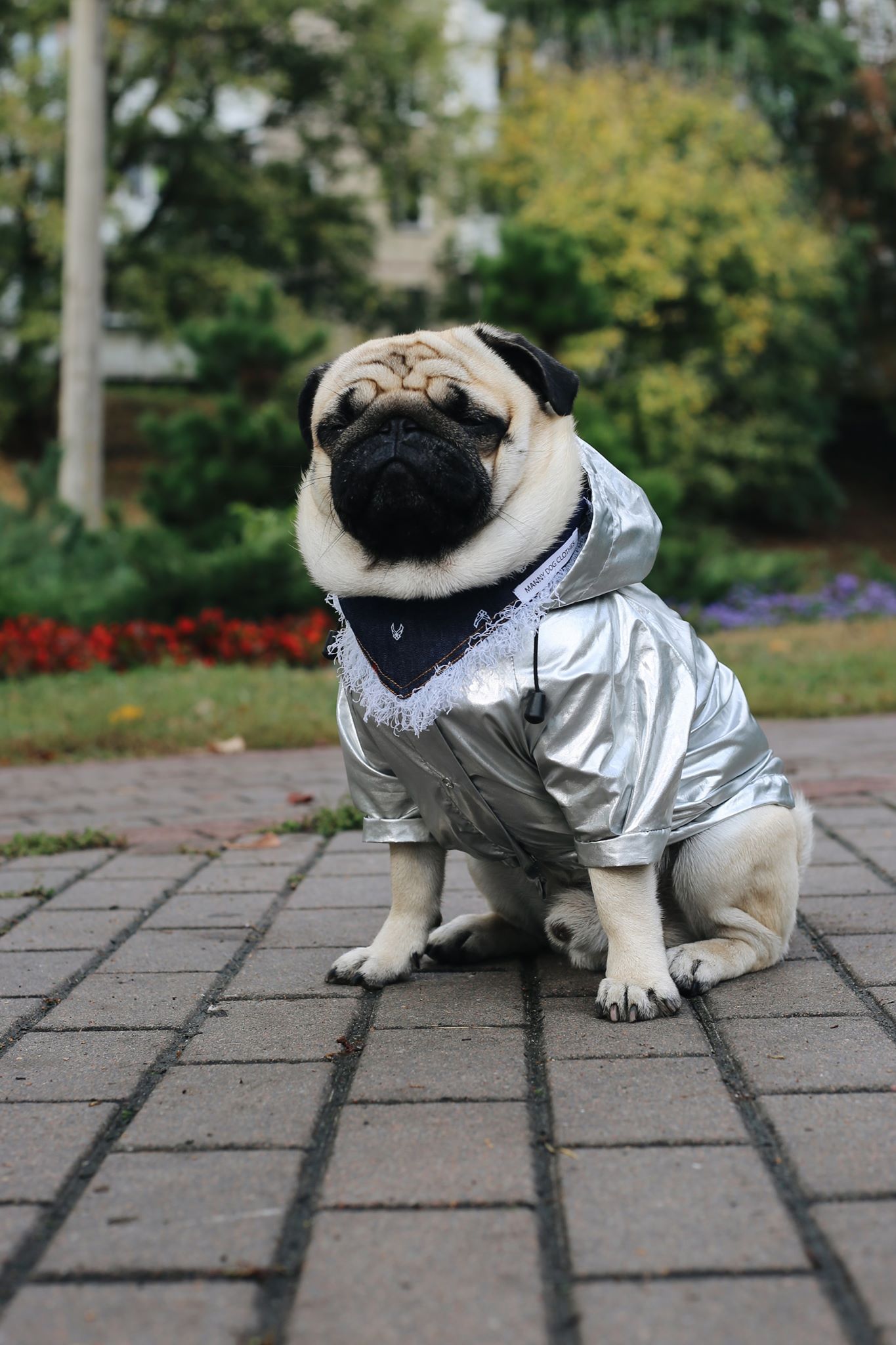 Pet fashion: українські дизайнери підтримали бездомних тварин