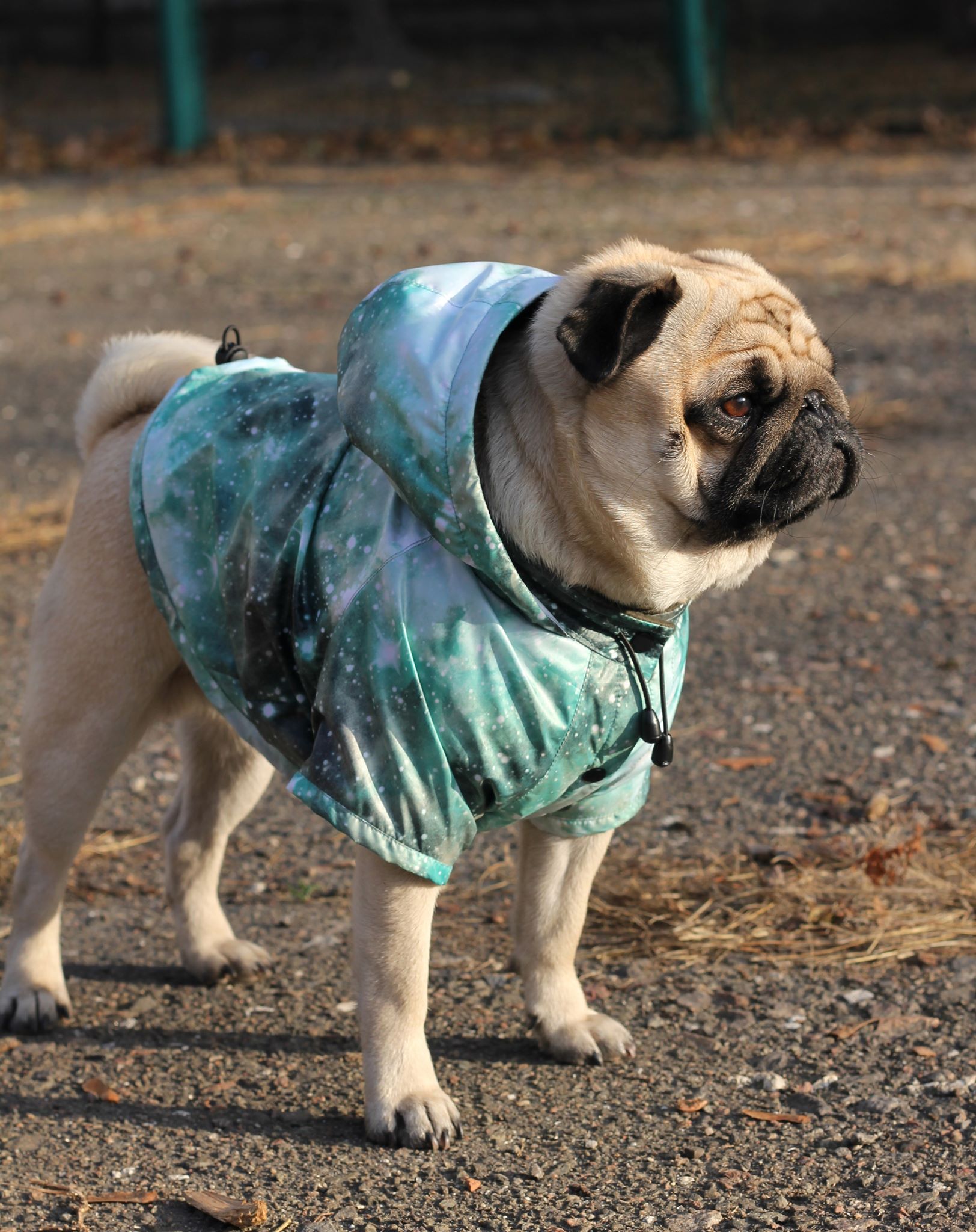 Pet fashion: українські дизайнери підтримали бездомних тварин