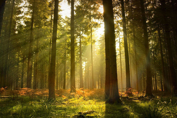 26 гектарів лісу ринковою вартістю понад 90 мільйонів з приватної власності повернуто державі 