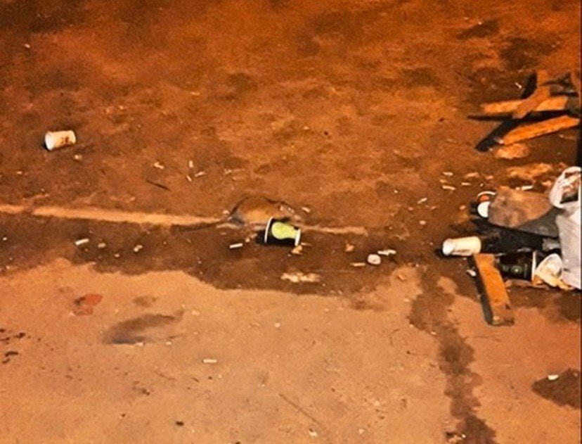 Їхній рік настав: люди скаржаться на нашестя щурів на станціях метро 