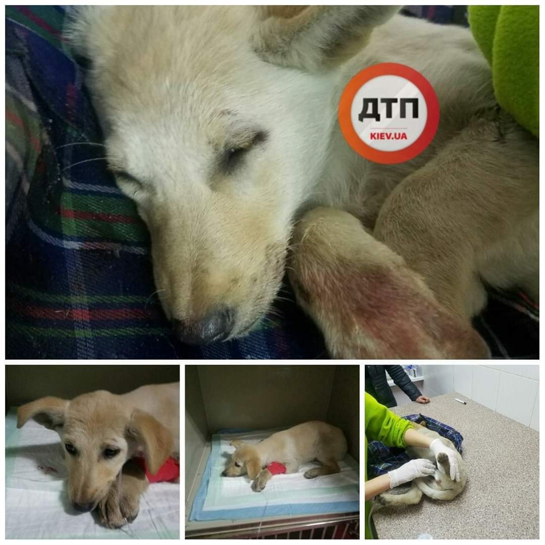 Відповідальний водій врятував собаку, яка потрапила під колеса (+ фото) 