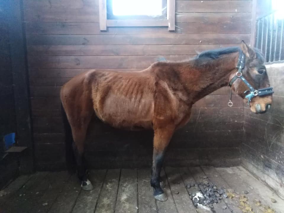 На тваринний концтабір перетворився заміський комплекс горе-забудовника (+ фото, відео) 