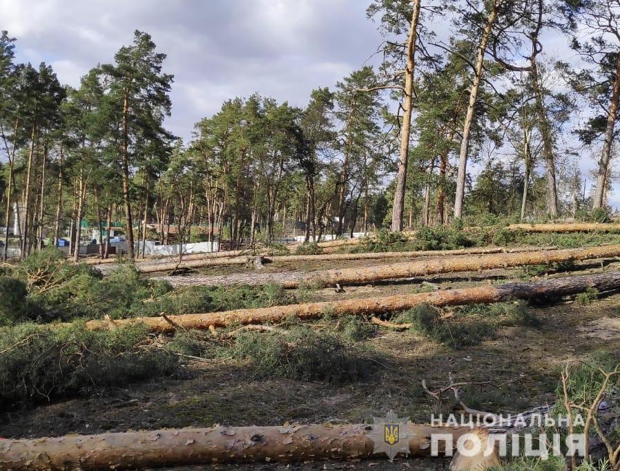 Під забудову незаконно вирубали 60 дерев: поліція розпочала досудове розслідування  
