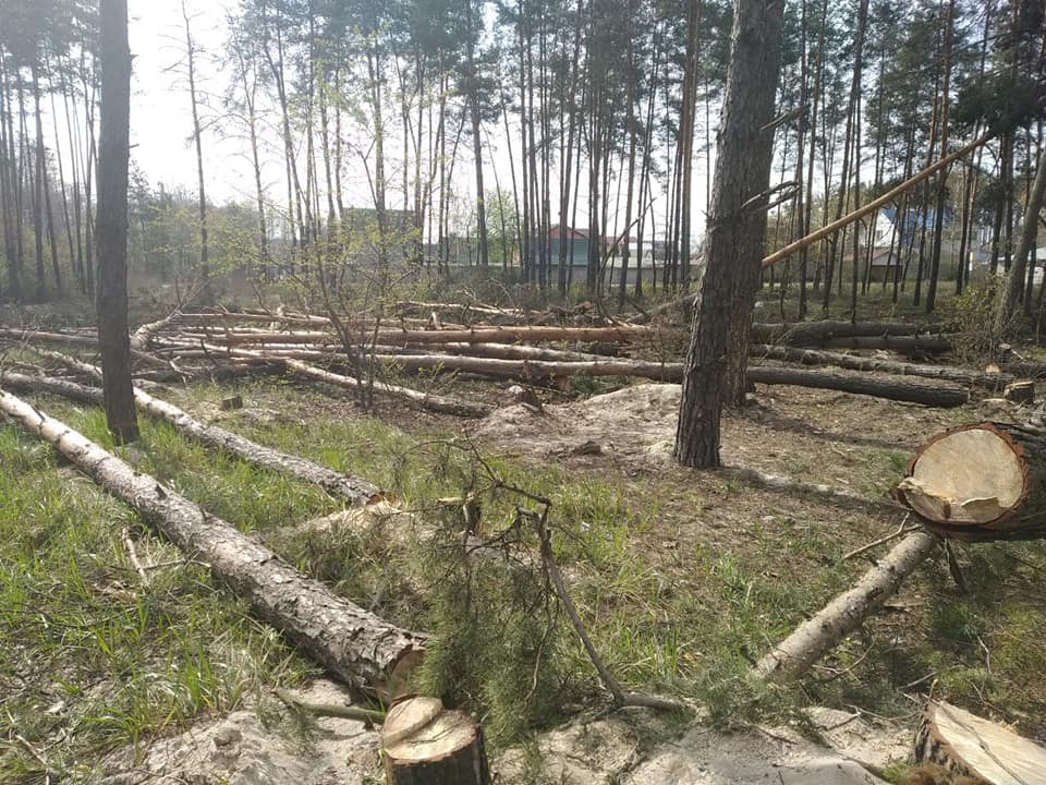 Під забудову без дозволу зрізали чергові 40 дерев: лісоруби пообіцяти «випиляти весь Ірпінь» (+ відео) 