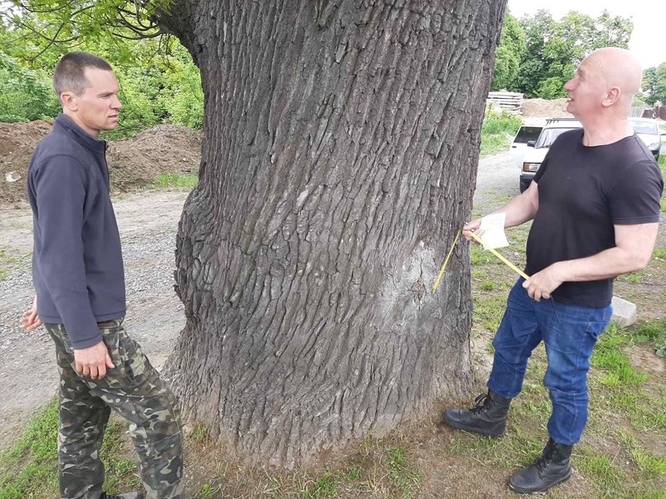 400-літній дуб товщиною 5 метрів в обхваті отримає статус пам’ятки природи (+ фото)