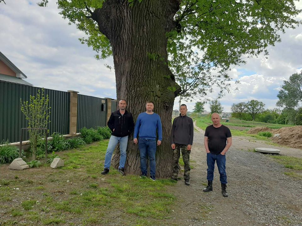 400-літній дуб товщиною 5 метрів в обхваті отримає статус пам’ятки природи (+ фото)