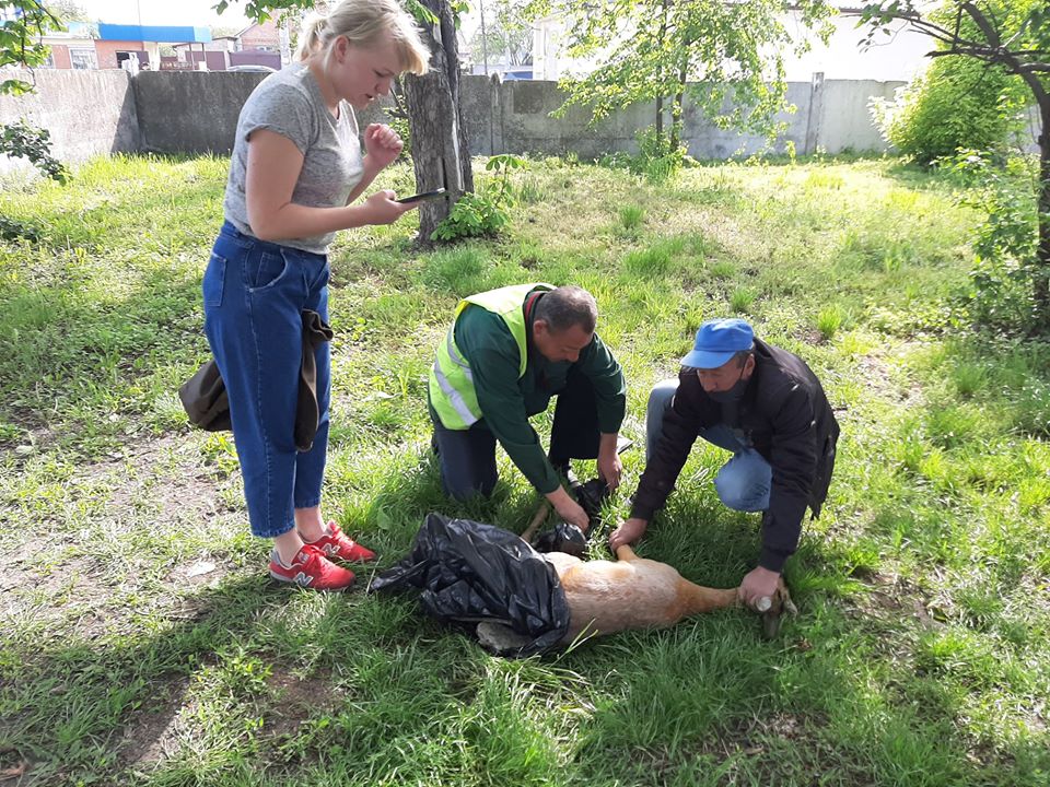Поранену браконьєрами козулю прооперували й виходжують у притулку для тварин (відео)  