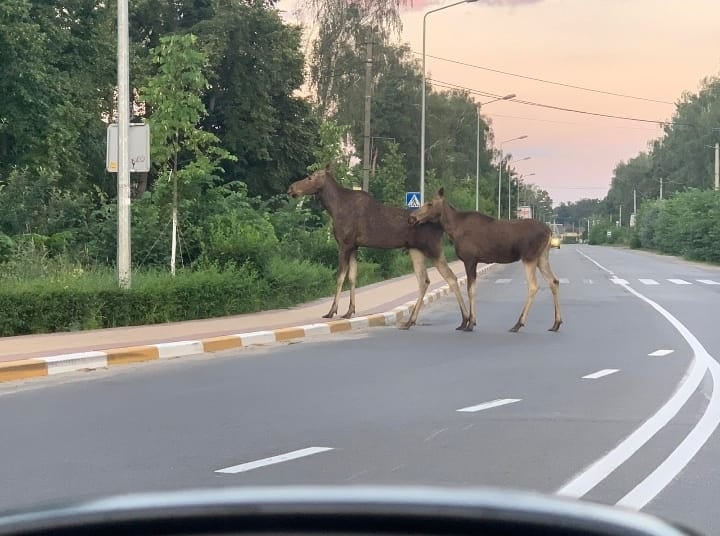 Обережно: лосі переходять дорогу (фото)