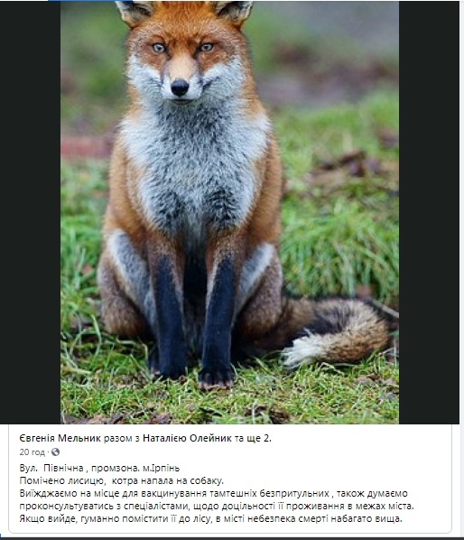 У місті лисиця напала на собаку – зоозахисники виїхали на вакцинацію 