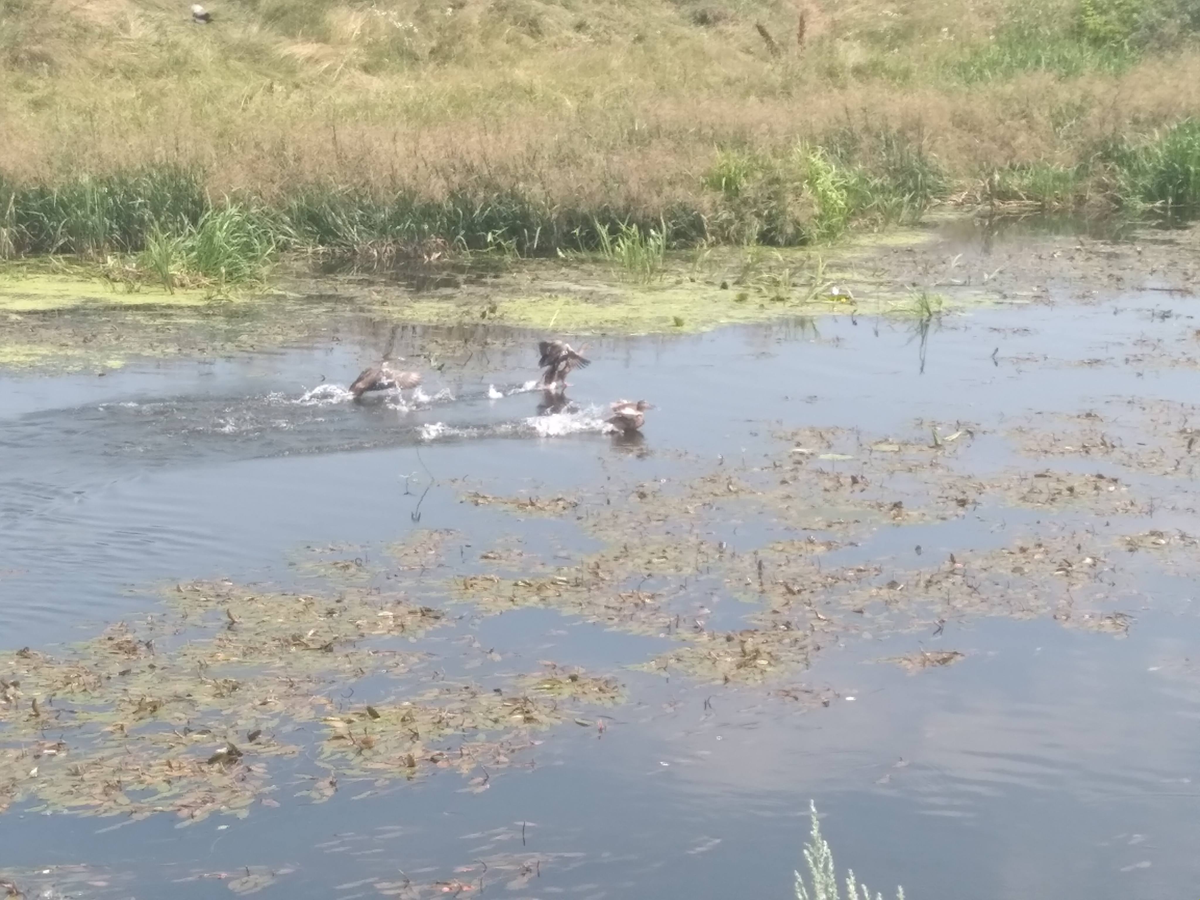 Дикі качки плавають Ірпінь-річкою: чим їх можна годувати, і яка їжа шкідлива