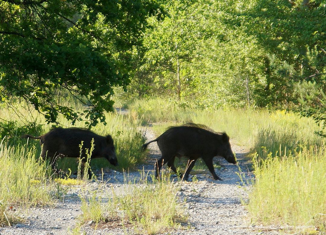 Лісові (дикі) свині гуляють Чорнобильською зоною відчуження (+ фото) 