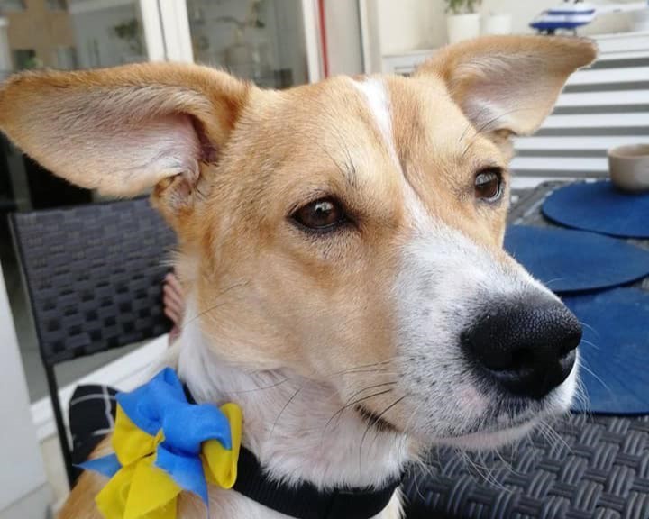 Пес Ірпінь пережив важке поранення і переїхав жити до Португалії (+ фото) 