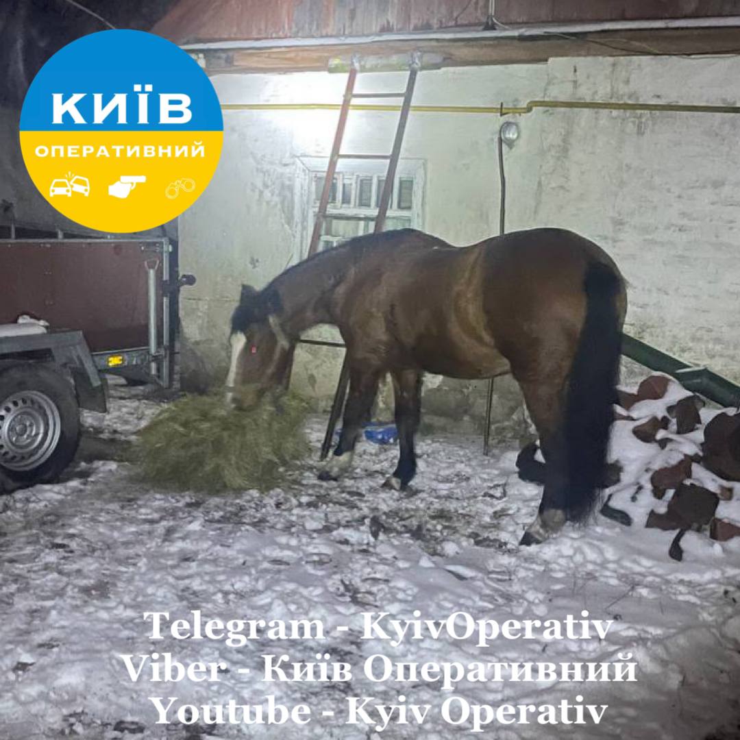 Підлітки тишком взяли з маминої заначки 20 тисяч і купили… коня (+ФОТО)