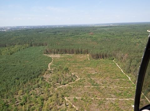 Відсуджено від забудови 19 ділянок (площею 2,5 га) в Біличанському лісі  