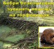 Бобри безкоштовно зупинять пожежі на торфовищах