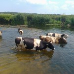 Йшли корови в Ірпінь-річку