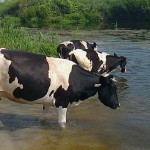 Йшли корови в Ірпінь-річку