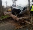 «Форд» звалив дерево біля Автопарку (+ ФОТО)