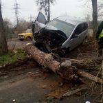 «Форд» звалив дерево біля Автопарку (+ ФОТО)