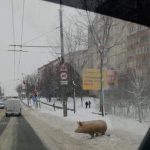 Символ-2019: Київськими вулицями гуляла свиня (+фото)