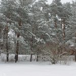 До Ірпеня прийшла справжня зима (фоторепортаж)
