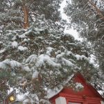 До Ірпеня прийшла справжня зима (фоторепортаж)