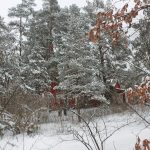 До Ірпеня прийшла справжня зима (фоторепортаж)